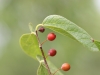 Hackberry: Fruit