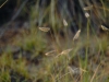 Hairy grama: Inflorescence