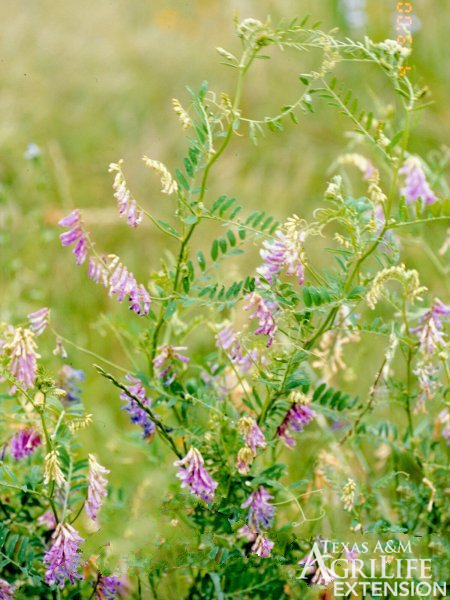 Plants Of Texas Rangelands 187 Hairy Vetch