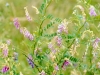 Hairy Vetch: Whole Plant