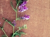 Hairy Vetch: Flower