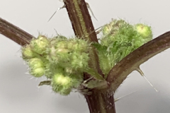 Heart Leaf Nettle Flower