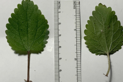 Heart Leaf Nettle Leaves