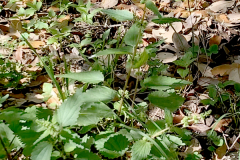 Heartleaf Nettle Adult