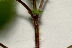 Heartleaf Nettle Hairs