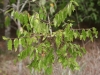 Hercules club, Toothache tree: Whole Plant