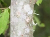 Hercules club, Toothache tree: Stem