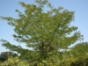 Honey locust: Whole Plant