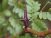 Honey locust: Stem