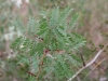 Honey locust: Leaf