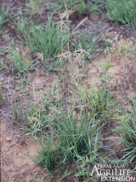 Plants of Texas Rangelands » Hooded windmillgrass