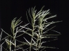Horsetail milkweed: Leaf