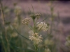 Horsetail milkweed: Flower