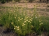 Horsetail milkweed: Whole Plant