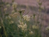 Horsetail milkweed: Flower