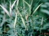 Horsetail milkweed: Fruit