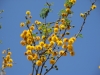 Huisache: Flower