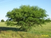 Huisache: Whole Plant