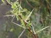 Huisache: Stem