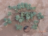 Inkweed, Thickleaf Drymary: Whole Plant