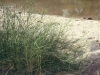 Inland saltgrass: Whole Plant