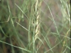 Inland saltgrass: Inflorescence