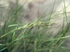 Inland saltgrass: Inflorescence