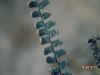 Jimmyfern: Whole Plant