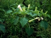 Jimsonweeds, Thornapples: Flower