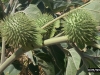 Jimsonweeds, Thornapples: Fruit