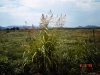 Johnsongrass: Whole Plant