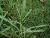 Johnsongrass: Leaf