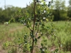 Jujube: Whole Plant