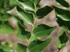 Jujube: Leaf