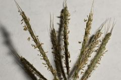 KlebergInflorescence