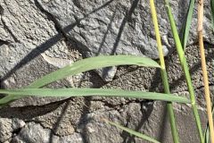 kleberg-leaf-blade