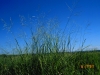 Kleingrass: Whole Plant