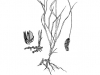 Knotroot bristlegrass: Whole Plant