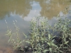 Knotweed: Whole Plant