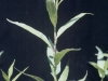 Knotweed: Leaf