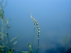 Knotweed: Flower