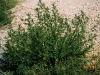 Kochia: Whole Plant