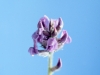 Lambert crazyweed, Loco: Flower