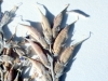 Lambert crazyweed, Loco: Fruit