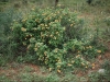 Largeleaf lantana: Whole Plant