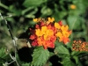 Largeleaf lantana: Flower