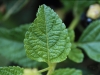 Largeleaf lantana: Leaf