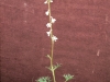 Larkspur: Whole Plant