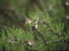 Leatherstem: Whole Plant
