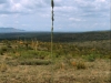 Lechuguilla: Whole Plant